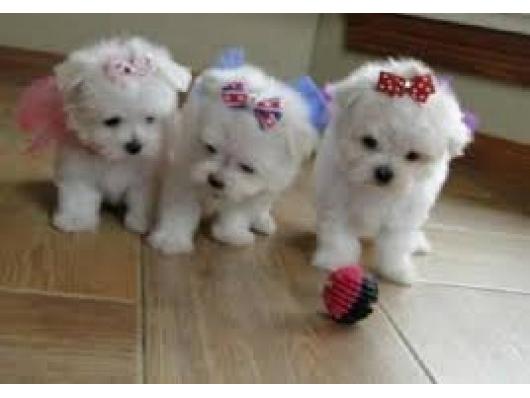Toy pudla